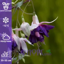 Фуксия эксклюзив ампельная Royal Mosaic Роял Мозаик