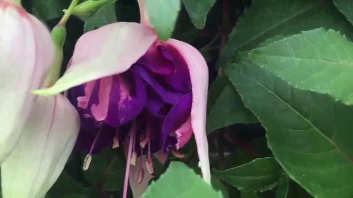Royal Mosaic -  Fuchsia