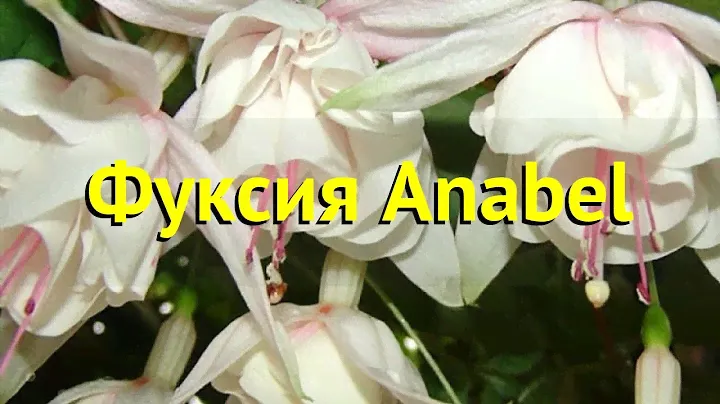 Фуксия обыкновенная Анабель. Краткий обзор, описание характеристик fuchsia Anabel