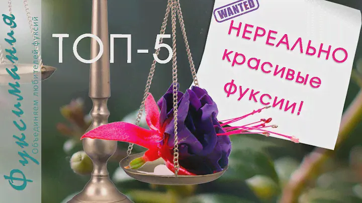 ТОП-5 Нереально красивые фуксии!