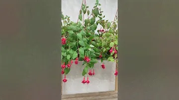 Сорта фуксий для очень жаркого лета