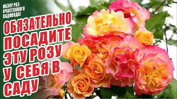 САМЫЕ ЛУЧШИЕ СОРТА РОЗ. ЛАНДЛУСТ. ШЕДЕВРЫ СЕЛЕКЦИИ. РОЗЫ В САДУ. СЧАСТЛИВЫЙ САДОВОД